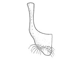   Anthidium utahense  male, diagram showing ventral view of seventh sternum (S7), diagram from Gonzalez and Griswold 2013 

